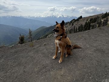 Sasha sitting on a bare dirt ridge in a tan harness, looking off to the side, with forested slopes and a range of snow-capped mountains under clouds behind her.