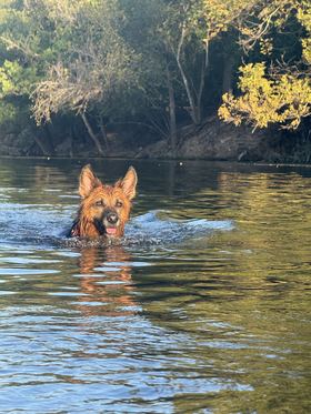 Sasha swimming toward the camera in a calm, tree-lined river, ears up and tongue out, lit by low evening sun.